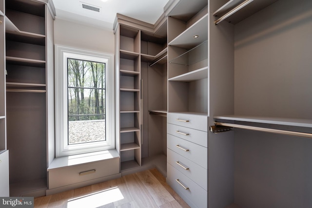 spacious closet featuring visible vents and light wood-style flooring