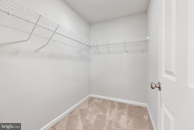 105 Poinsettia Way, Stephenson, VA 22656 - walk in closet featuring carpet