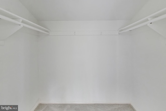 walk in closet featuring carpet
