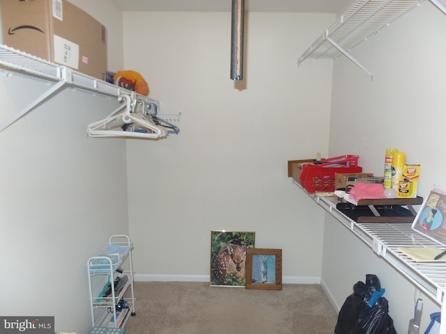 walk in closet featuring carpet flooring