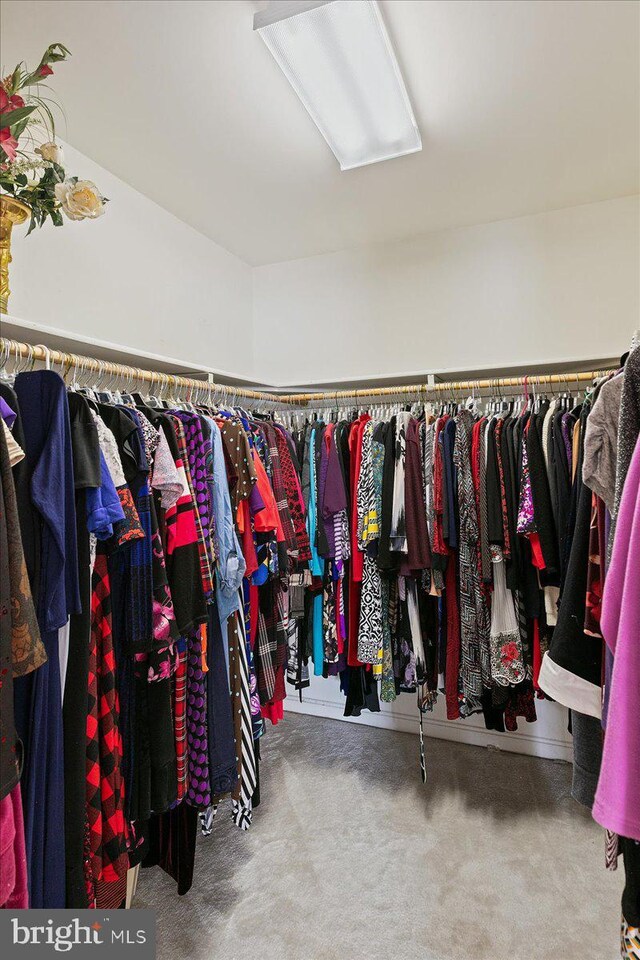 spacious closet featuring carpet floors