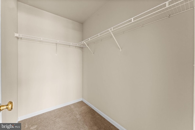 walk in closet with carpet