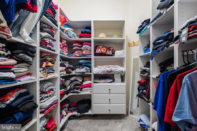 spacious closet featuring carpet flooring