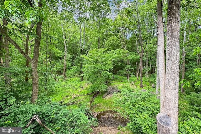 view of woods