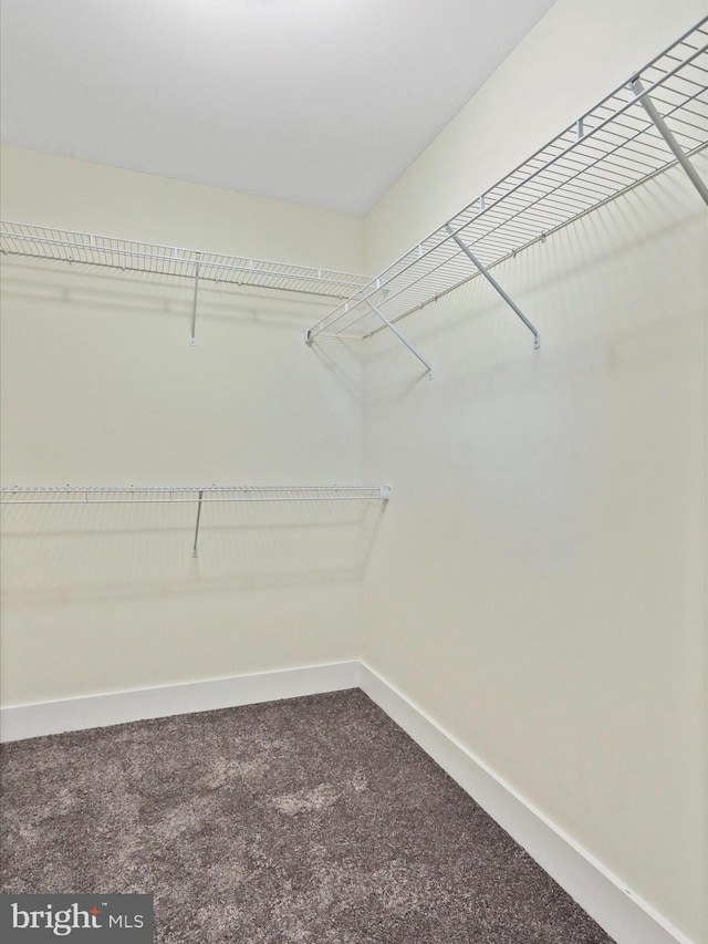spacious closet featuring carpet flooring