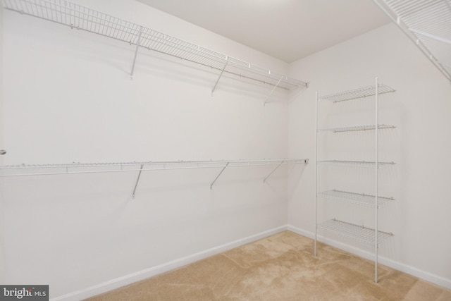 walk in closet featuring carpet