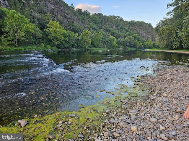 water view featuring a forest