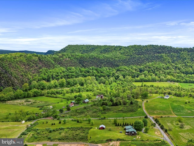 bird's eye view of a forest