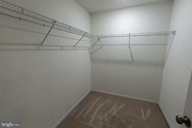 walk in closet featuring carpet
