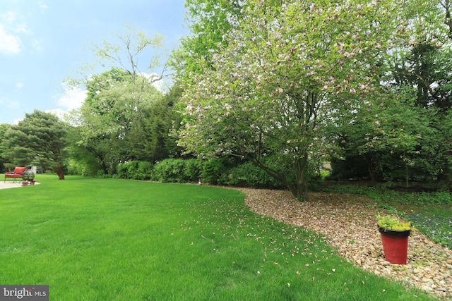 view of yard