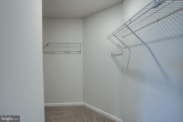 walk in closet featuring carpet floors