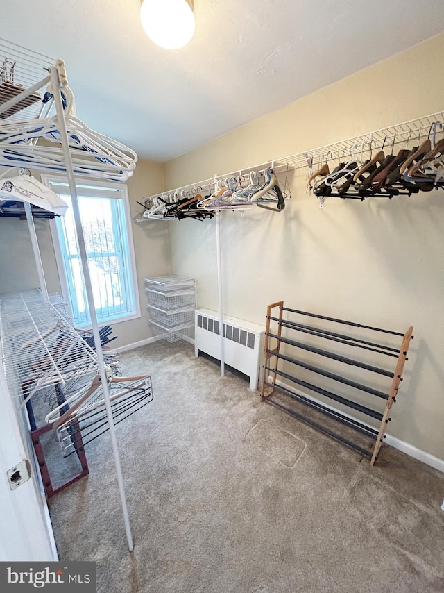 walk in closet featuring radiator and carpet flooring