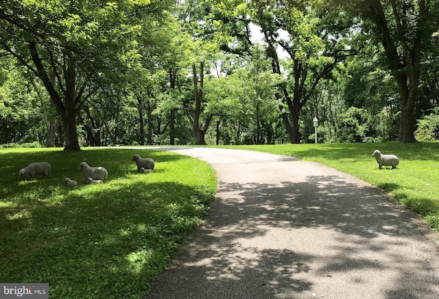 view of property's community with a lawn