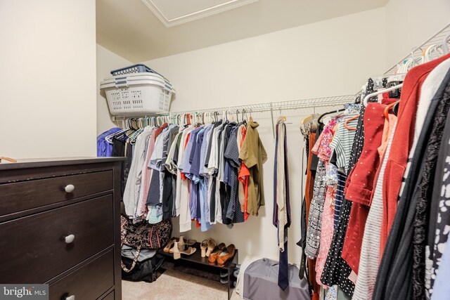 spacious closet featuring carpet floors and attic access