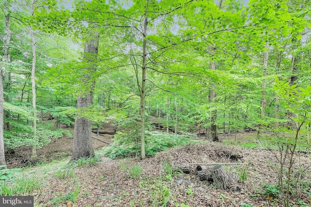 7017 Woodland Ave, Takoma Park, MD 20912 - view of woods