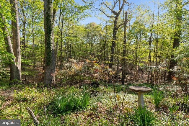 7017 Woodland Ave, Takoma Park, MD 20912 - view of yard