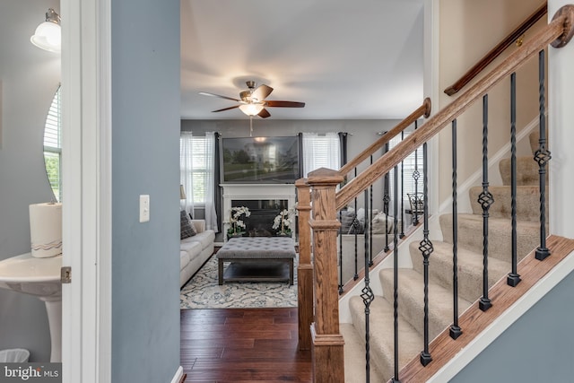 staircase featuring a ceiling fan and wood-type flooring