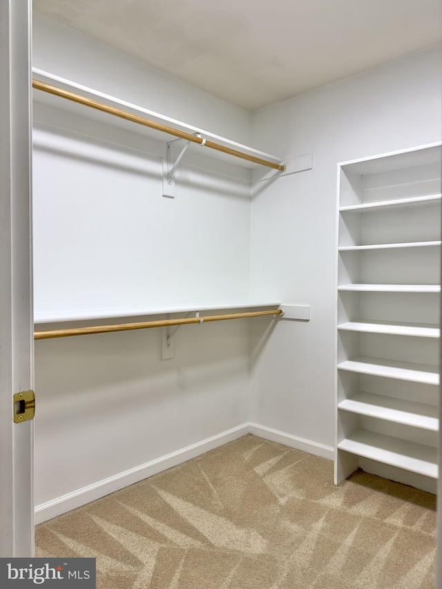 walk in closet featuring carpet flooring
