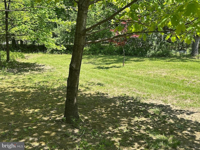 830 Western Ln, Front Royal, VA 22630 - view of green lawn
