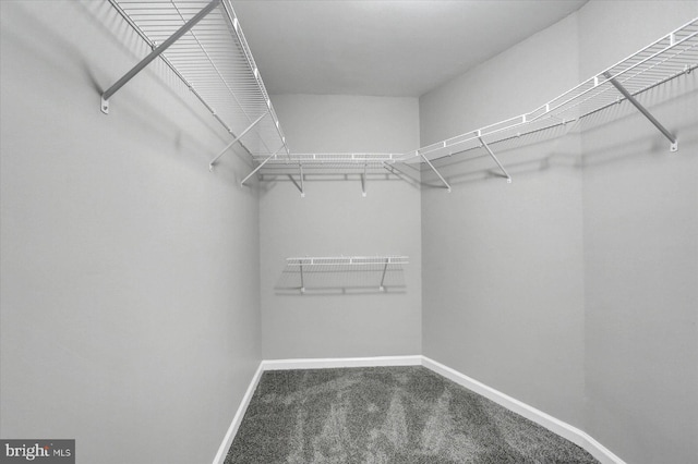 spacious closet featuring carpet