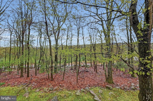 view of local wilderness