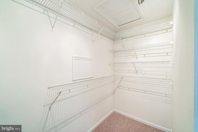 spacious closet with carpet floors