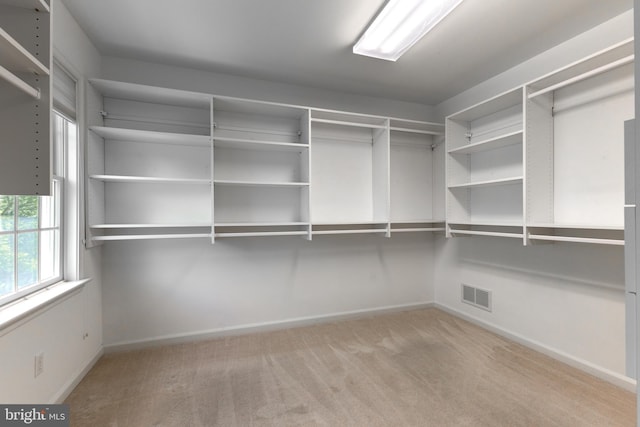 spacious closet featuring carpet flooring