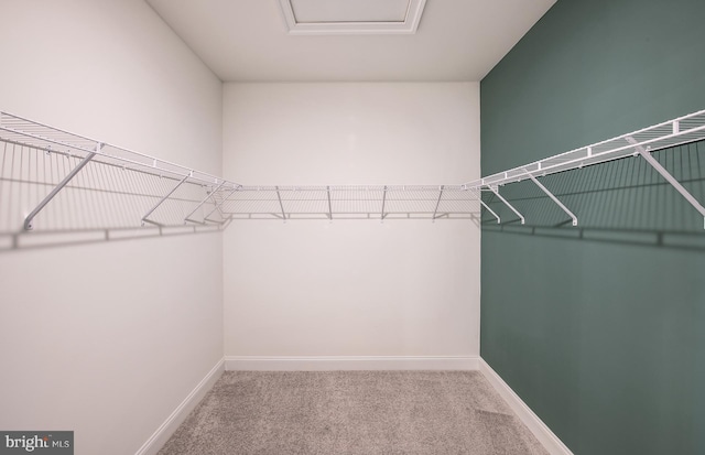 spacious closet featuring carpet floors