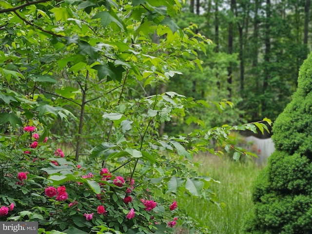 209 Remington Dr, Ruther Glen, VA 22546