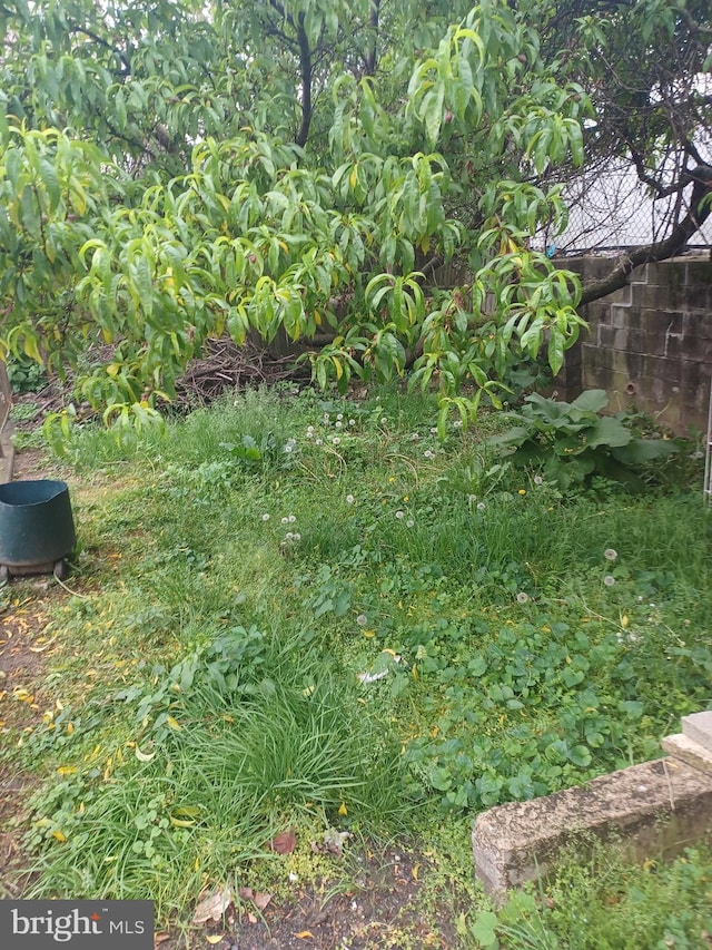 8231 Craig St, Philadelphia, PA 19136 - view of yard
