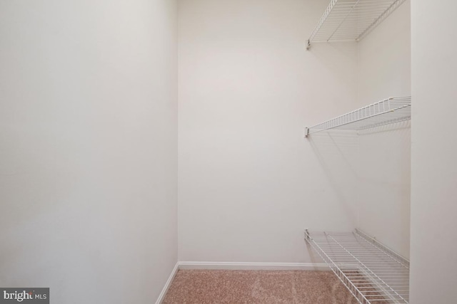spacious closet with carpet