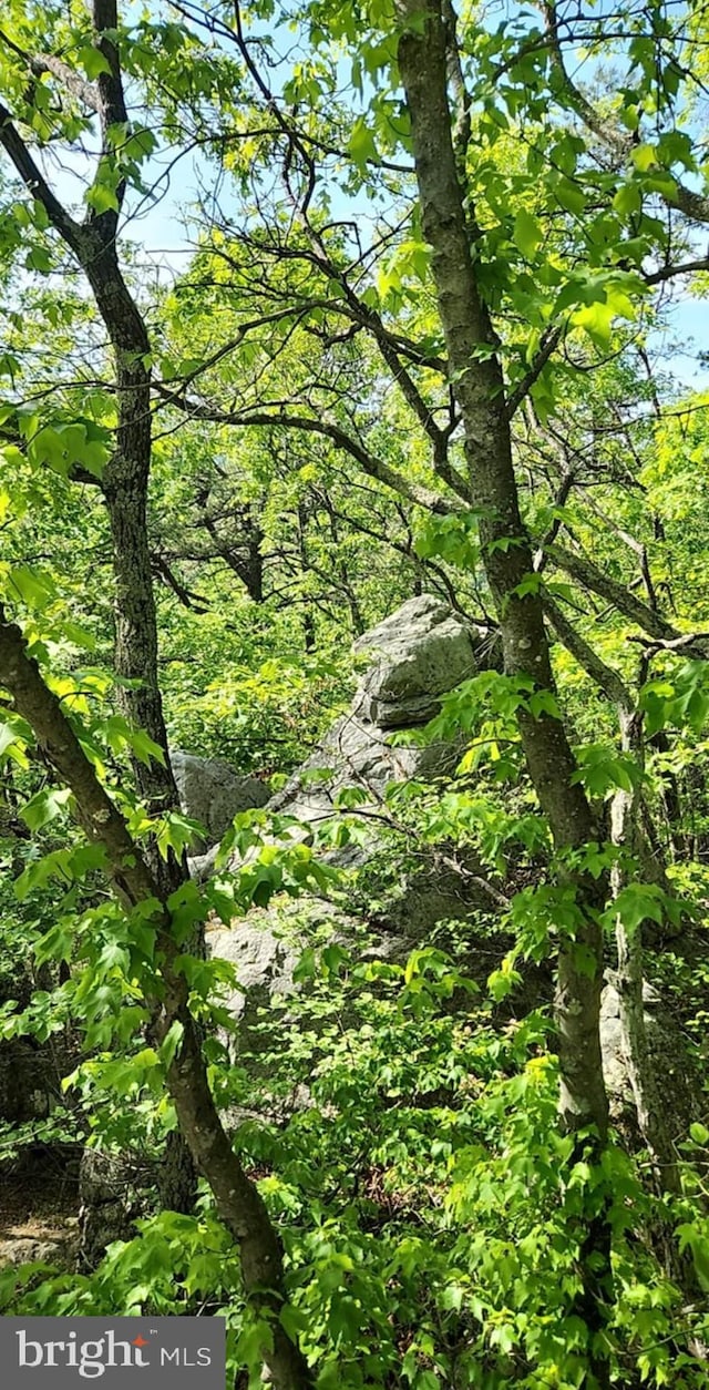 227 Haines Dr, Capon Bridge, WV 26711 - view of wooded area