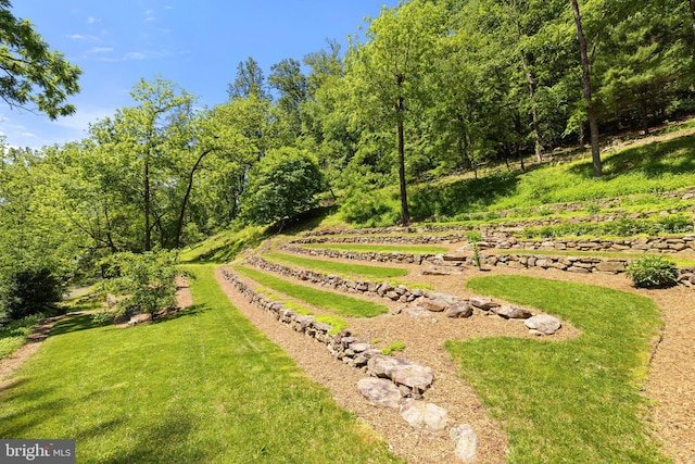 view of green lawn