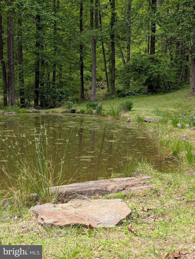 view of local wilderness