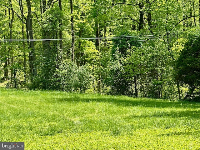 view of woods