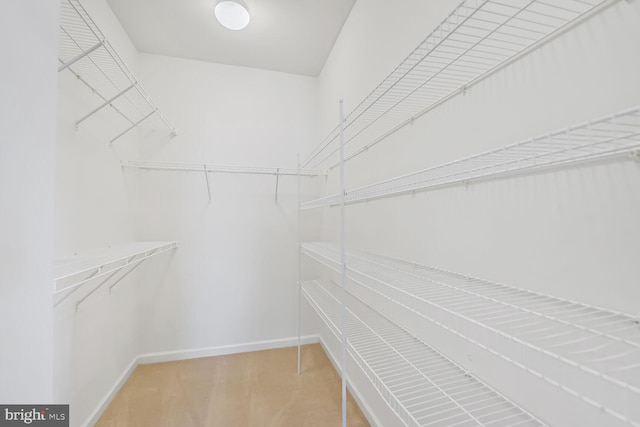 42952 Miltec Ter, Chantilly, VA 20152 - walk in closet featuring carpet flooring