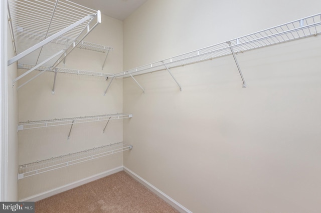 walk in closet with carpet