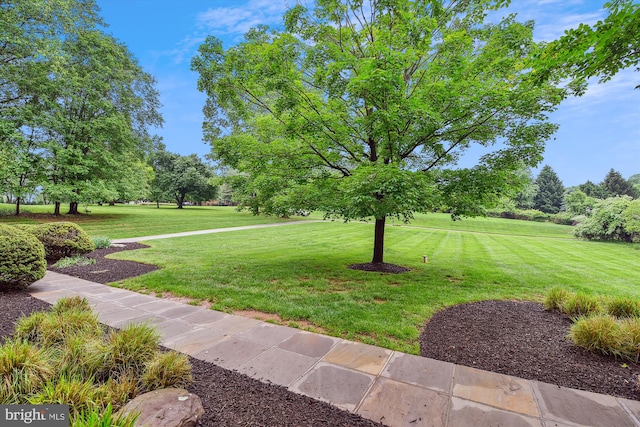view of green lawn