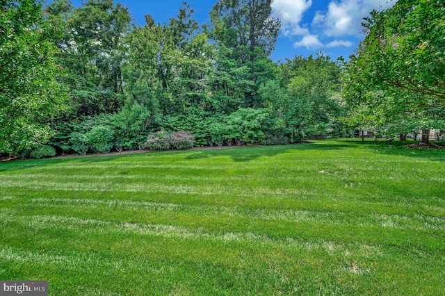 24 Smithfield Way, Fredericksburg, VA 22406 - view of green lawn