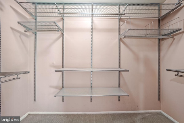 walk in closet featuring carpet flooring