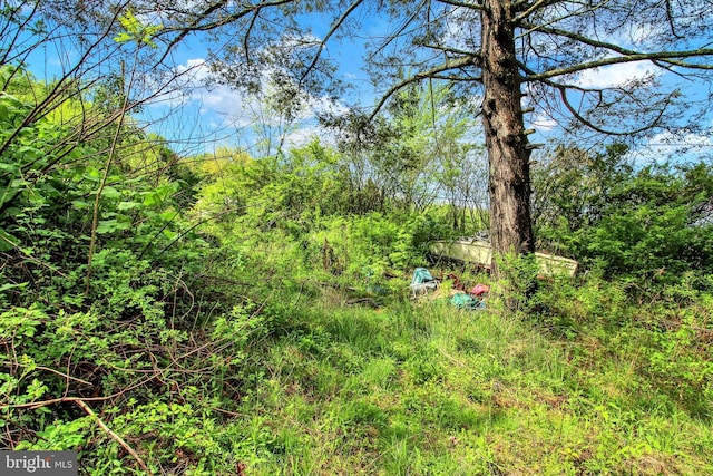 15 St Paul St, Shenandoah, PA 17976 - view of nature