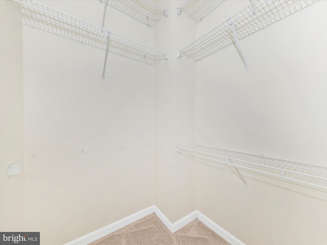 spacious closet featuring carpet flooring