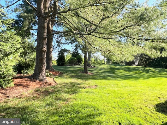 view of grassy yard