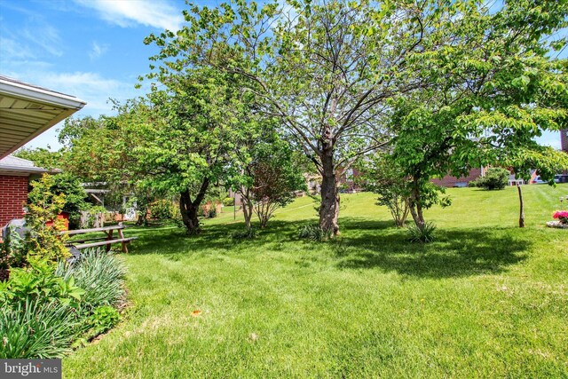view of green lawn