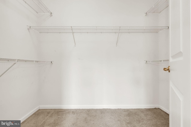 spacious closet featuring carpet