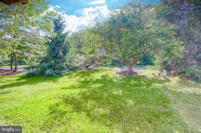 view of green lawn