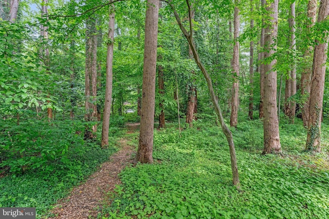 1564 Forest Villa Ln, Mclean, VA 22101 - view of woods