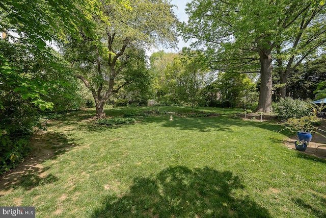 view of green lawn