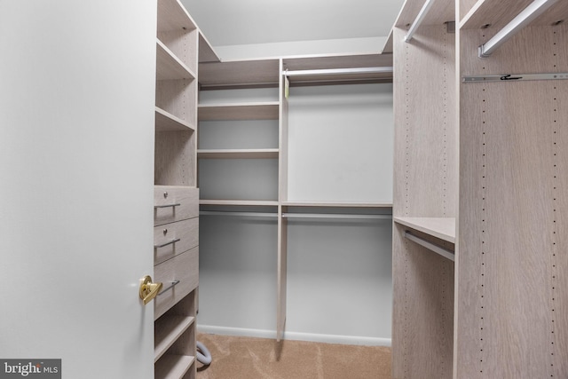11 Candace Ct, Richboro, PA 18954 - walk in closet featuring carpet flooring