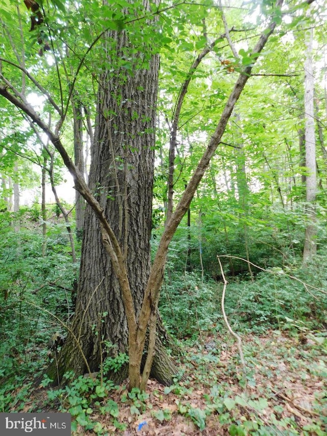 399REAR Beck Mill Rd, Hanover, PA 17331 - view of woods